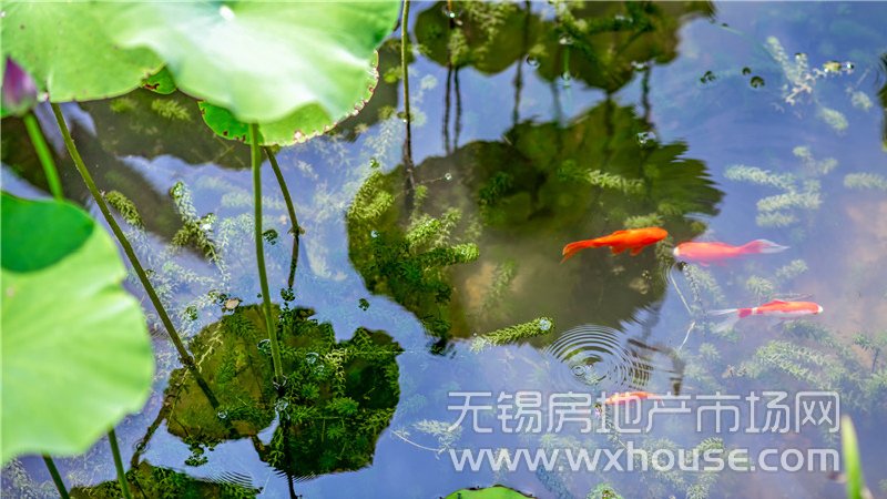 示范區實景